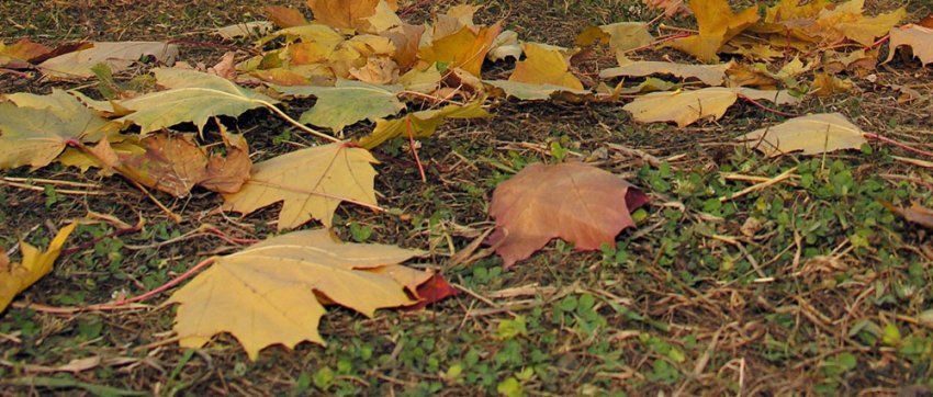 Llega el otoño