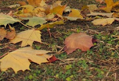 Llega el otoño