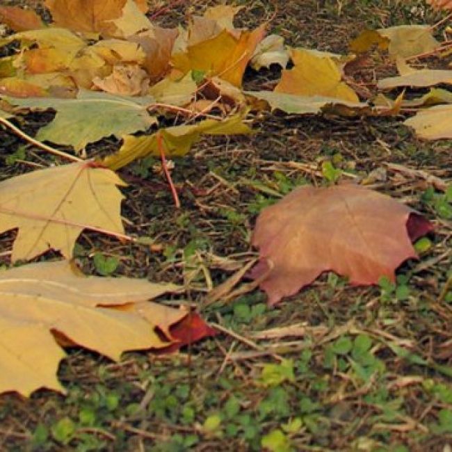 Llega el otoño